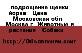 подрощенне щенки йорка › Цена ­ 10 000 - Московская обл., Москва г. Животные и растения » Собаки   